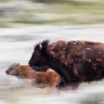 The Merkle Research Group studies movement and migration ecology at the University of Wyoming | https://t.co/PYed4mW1JP | Tweets our own