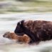 Wildlife on the Move (@wildonthemove) Twitter profile photo Wildlife on the Move (@wildonthemove) Twitter profile photo