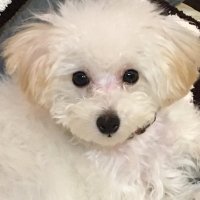 山本智子 (@mactomokno) 's Twitter Profile