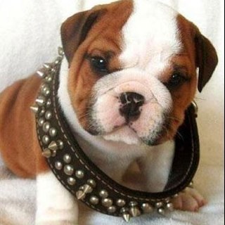 bhawksfan8's profile picture. 