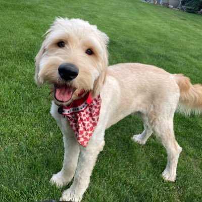 Dad is a Golden, Mom is a Goldendoodle, living the Canadian dream in Alberta