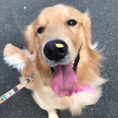ろんろん コストコで大型犬用 のベッド買ってみましたー W ロンの心の声 飼い主よ もう夏やけど ひんやりのやつなかったんかいな D って言いたそうやけどしゃーなし使ってくれた 大型犬 ゴールデンレトリバー 大型犬のいる