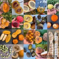 Frutas de Colombia (@frutascolombia) 's Twitter Profile Photo Frutas de Colombia (@frutascolombia) 's Twitter Profile Photo