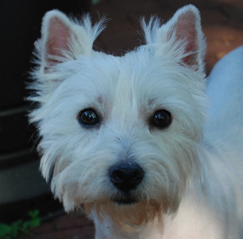 LittleDogCaesar's profile picture. dog. eat. potty. treat. die.