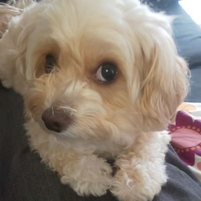 ট ইট র ユースk チワプー ミックス犬 チワワ トイプードル ペット 動物 今日もかわいいです