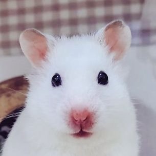 🐭두찰두기🐹さんのプロフィール画像