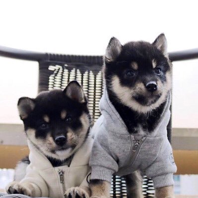 soraharu0627's profile picture. 2020.4.19 ♀春🐕 2020.4.25 ♂空🐕 🏠 2020.6.27 我が家の家族になりました👨‍👩‍👧‍👦🎶 Twitter初心者🔰よろしくお願いします☺️ 【豆柴春空日記】 https://t.co/CSevoh6JPR