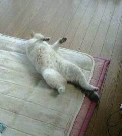 toshita's profile picture. 