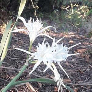 mari5217's profile picture. docente di scuola primaria