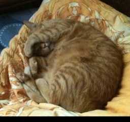 m_Boxer's profile picture. Lady GaGa!3