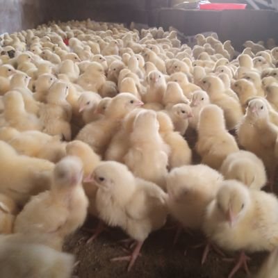Selling 1.1 - 1.5kgs broilers.
Delivery done to your hotel or home.
Reach us via 0746269012