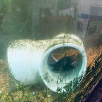 Pylodictis olivaris (@pylodictiso) 's Twitter Profile