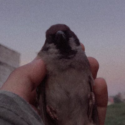 CicakBaper's profile picture. 