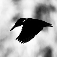 SmallKingfisher (@smallkingfisher) 's Twitter Profile