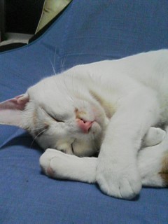 ienekomaster's profile picture. I like PEANUTS, English, dogs & cats.