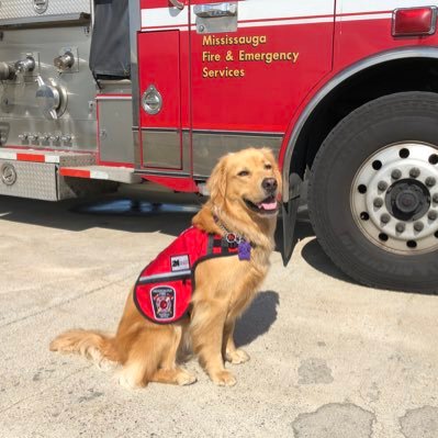 I’m an ADI Accredited Facility Dog generously donated by @NatlServiceDogs. I support Mississauga Fire staff’s mental health. Primary Handler @Ryanmcoburn 🇨🇦🚒