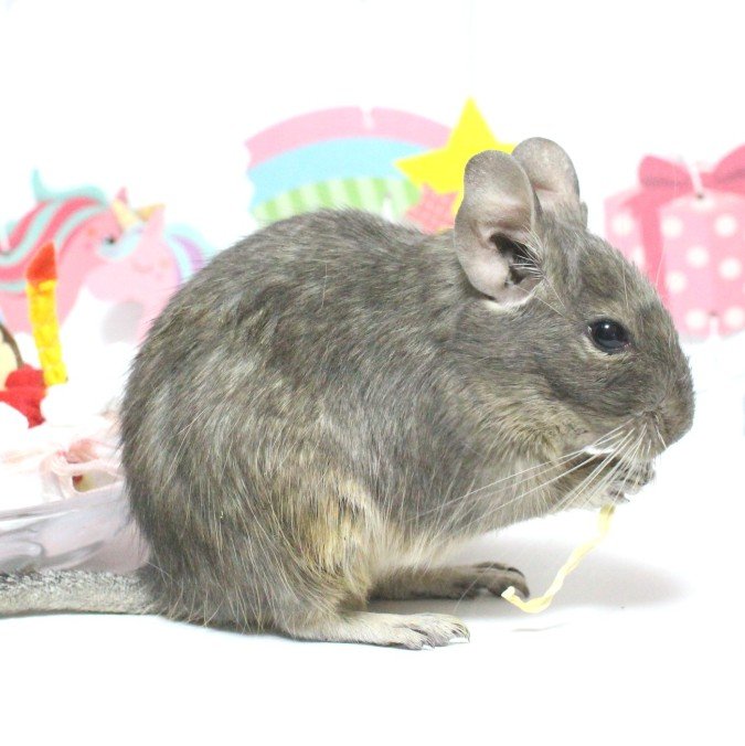 minne内ショップ「餅紅工房」にてハンドメイド木工小動物用製品販売中。こべに( #デグー 9歳🌈)かのん( #モルモット
3歳)
■安全な木材と安心して使用できる小動物木工品をminne内 #餅紅工房 にて販売中/オーダー及びオーダーご相談承ってます₊*̥
⚠当工房の画像AI学習❌作品の転売、模倣等はご遠慮下さい