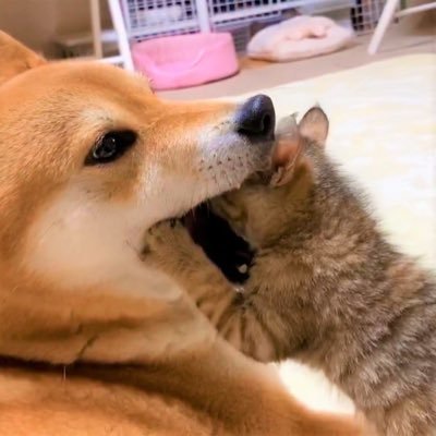 柴犬のリキとリコ🐶キジトラ猫女の子リリとリムとリタ🐱🐱🐱そして男の子の茶トラ子猫リクと仲良し猫リノ🐱末っ子が黒猫のリオ🐱💕犬と猫の仲良し家族です❣️ #Youtube で活動中✨