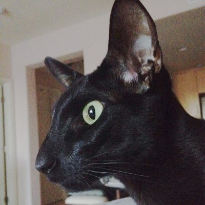PierreChauve's profile picture. Retired show cat extraordinaire • I am toilet trained • Irony: cats who tweet • 22 Feb 2011 • OSH-N+papers • My tweets signed: ^••^ miau 🐈‍⬛