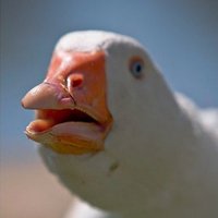 Dolan Dark(@DolanDark) 's Twitter Profile Photo