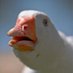 Dolan Dark (@DolanDark) Twitter profile photo