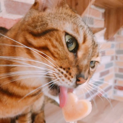 はなさんのプロフィール画像