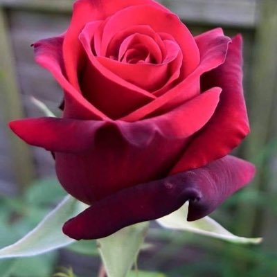 EveliaBenitez03's profile picture. 