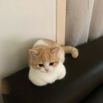 SarahaBenamara's profile picture. Project Manager