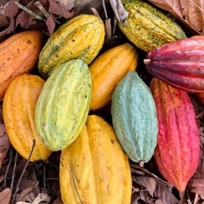 Cacao Orgánico, Fino de Aroma, República Dominicana 🇩🇴🍫🌱👨🏽🌾
