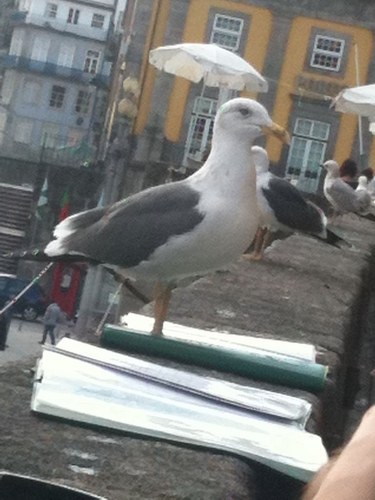 violetta_paris's profile picture. Savoir s'orienter dans une ville ne signifie pas grand chose.Mais,s'y perdre,comme on se perd dans une forêt,demande tout un apprentissage