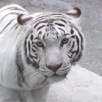 ホワイトタイガー (@yusuke_k1) 's Twitter Profile