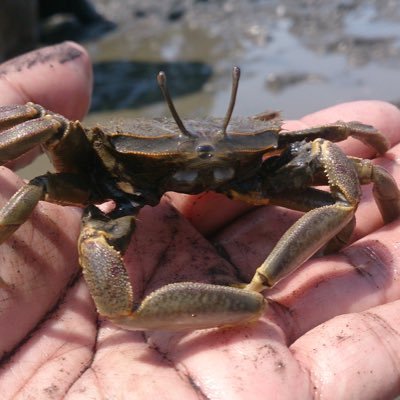 トーピオ カニの栽培漁業って幼生から稚ガニまで育てて海に放つのね ゾエアの飼育方法が書いてあった ガザミとかズワイガニとか T Co Wgwkm14shl トーピオ カニの栽培漁業って幼生から稚ガニまで育てて海に放つのね ゾエアの飼育方法が書いてあった ガザミとかズワイガニとか T Co Wgwkm14shl