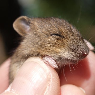 HourlyMouse's profile picture. A bot for cute mouse photos. Made by @VestasSystem.