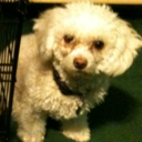 desirae downing - @desidowning - Twitter