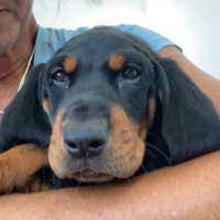 HoundMama (@witsendagain) 's Twitter Profile
