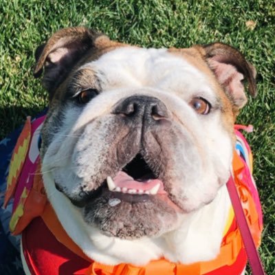 Hi, my boss dog dad and my dog mom named me Hope Solo. They're both a fan of Starwars so yeah they named me after you know who..... Anyway welcome to my life.