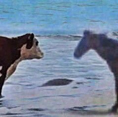 allthatillbe's profile picture. xoxo this is the place i go to be weird