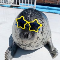spooky pinniped(@discountseal) 's Twitter Profile Photo