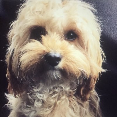 I am a gorgeous Cavapoo puppy follow my journey as I grow and learn.