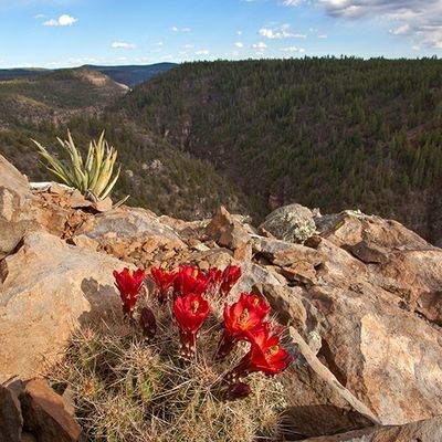 davidallred25's profile picture. Raising kids. Happy wife. Working hard. Living life.