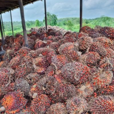 FreshmondC's profile picture. We love nature.
We feed the nation. 
We provide strategic and practical solutions to Agricultural challenges. 

Soil, bring forth your increase for humans!