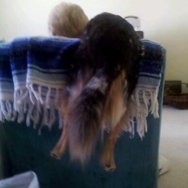 1doggermama's profile picture. I'm a professional dog trainer. I teach leadership skills to owners and I love watching dogs learn and respond to that leadership! I teach how to speak dog!