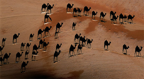 Mancandel's profile picture. -