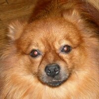 Ethan M Lindevald (@echo1967) 's Twitter Profile