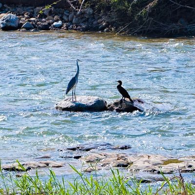 hikikomoris's profile picture. 心の時計はどこかに置き忘れ、今やザムド化した翼手の身。まどろみからも見放された不眠症で心身虚弱なうつクラスタ。意識を閉ざしてしまいたいのにそれでもまだ繋がっていたいという矛盾を抱えてる。/生物と無生物の間のモノ//アレキシサイミア/首から上がいつも苦しい