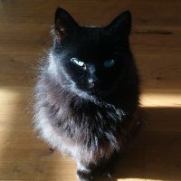 The House Panther Chronicles(@TheHousePanthe1) 's Twitter Profile Photo