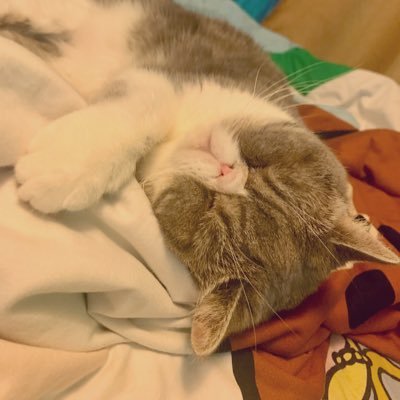 bmwmaxxx's profile picture. cat, Porsche and bmw lovers!