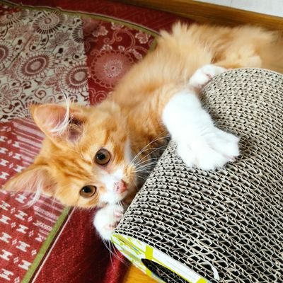 デンキヒツジさんのプロフィール画像