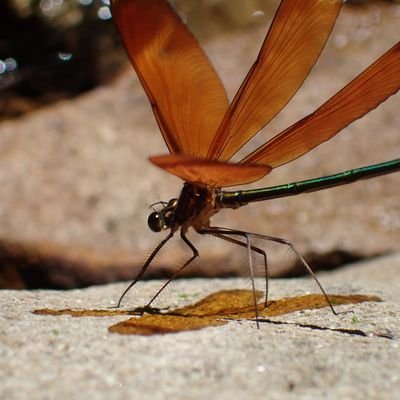 na_tysm's profile picture. 自然を楽しむために虫を探したり撮ったりしてるアラサー男。生態系に興味があり、仕事が落ち着いたら保全に関わりたいです。
あくまでも仕事で貯まったストレスの発散というスタンスで、ゆるく活動していきます。
ほかにもドライブ/地方都市/VTuberなどが好き。
気軽に話しかけてください！