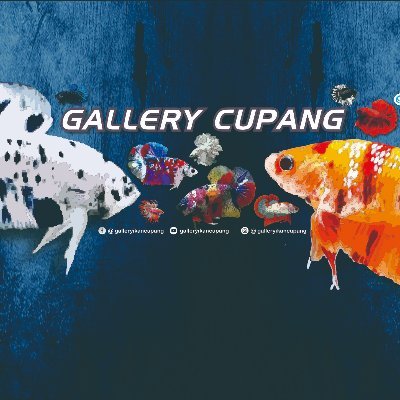 Budidaya Ikan Cupang Hias & Aduan